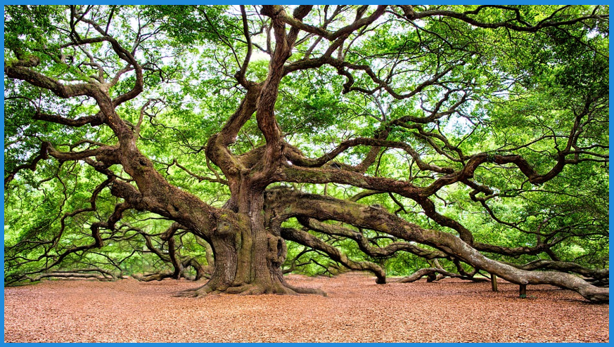 Lookalike audience oak tree