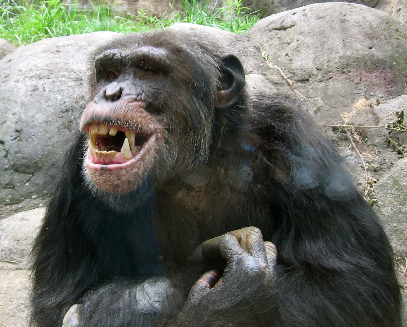 the-ups-of-being-a-PPC-agency-owner-happy-chimp 